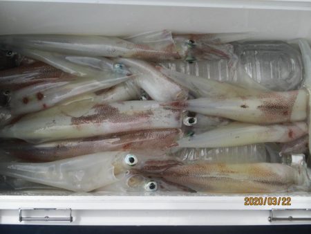 ヤリイカ　20～35杯　釣れたよ(^O^)／